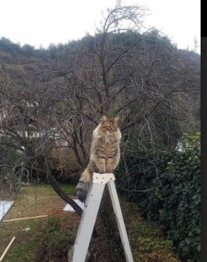 文班亚马爆发,活塞末节带走广东队,一场跨越时空的篮球幻想对决